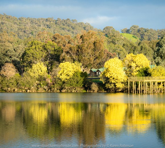 Eildon, Victoria - Australia 'Goulburn River View' Photographed from Karen Robinson August 2019 Comments - Beautiful views of the Goulburn River with reflections of bright yellow wattle trees on the river's surface.