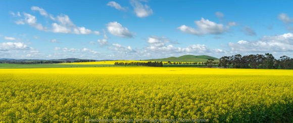 Wallan, Victoria - Australia 'Canola Fields' Photographed by Karen Robinson September 2019 Comments - Glorious fields of yellow.