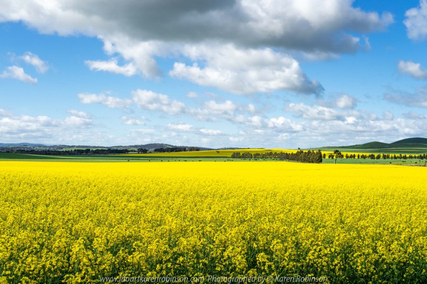 Wallan, Victoria - Australia 'Canola Fields' Photographed by Karen Robinson September 2019 Comments - Glorious fields of yellow.