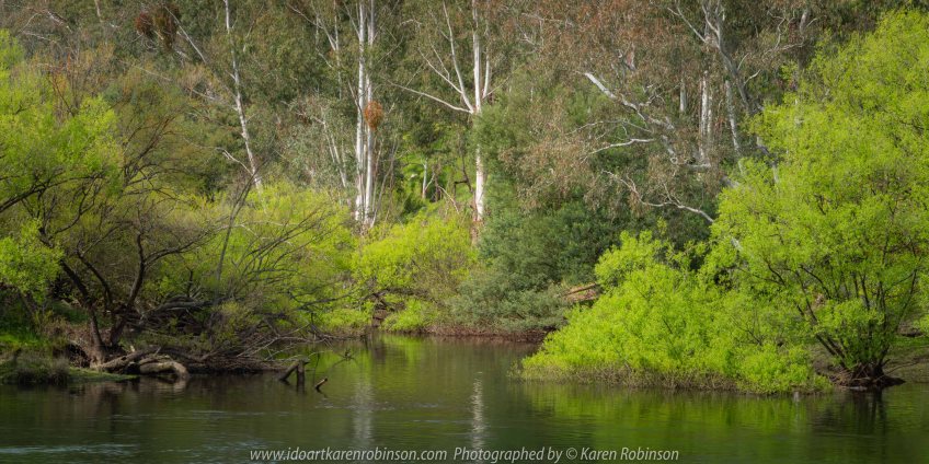Acheron, Victoria - Australia 'Goulburn River' Photographed by Karen Robinson October 2019 Comments - A day out so hubby could get some fishing in while I took some photographs around the river.