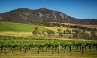 Bayindeen, Victoria - Australia 'Mount Lang Ghiran Vineyard' Photographed by Karen Robinson November 2019 Comments - Beautiful sunny day photographing this scene region.