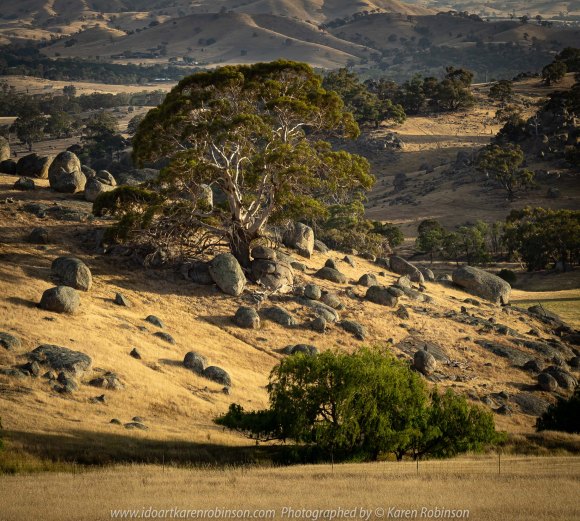 High Camp, Victoria - Australia 'Granite Boulder Region' Photographed by Karen Robinson December 2019 Comments: Beautiful early morning around sunrise in an area that features many giant granite boulders.