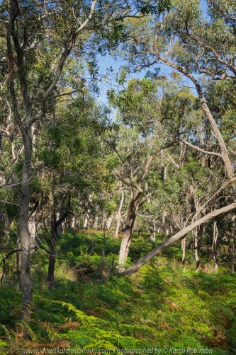 Warrak, Victoria - Australia 'Langi Ghiran State Park Region' Photographed by Karen Robinson November 2019 Comment - Easter Creek Track around Langi Ghiran Reservoir Region.