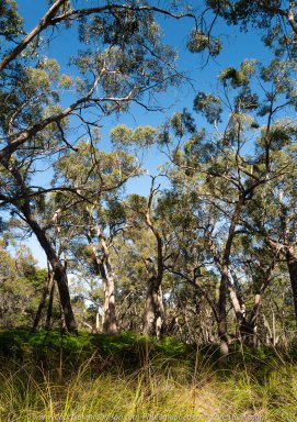 Warrak, Victoria - Australia 'Langi Ghiran State Park Region' Photographed by Karen Robinson November 2019 Comment - Easter Creek Track around Langi Ghiran Reservoir Region.