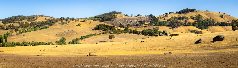 Tooborac, Victoria - Australia 'Cattle Grazing' Photographed by Karen Robinson January 2020 Comments - It was clear these animals where travelling fairly quickly across dry summer pastures looking for food. NB: My first attempt at a Panorama Photograph!