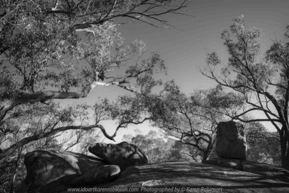 Harcourt, Victoria - Australia 'Dog Rocks' Photographed by Karen Robinson March 2020 Comments: Morning at Dog Rocks photographing large granite boulders and gum trees during the first days of Autumn. The scene's lighting at this location looked best as a black and white image.