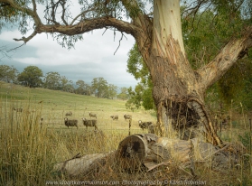 Faraday, Victoria - Australia 'Sheep Grazing in Pastures' Photographed by Karen Robinson April 2020. Comments: Magnificent old gum tree in the foreground with sheep grazing in the background - a typical farming rural scene.
