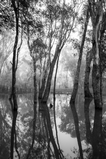 Limestone, Victoria - Australia 'Yea River Wetlands on Murrindini Road' Photographed by Karen Robinson June 2020 Comments - Misty winter wetlands featuring tall gumtrees standing in pools of water.