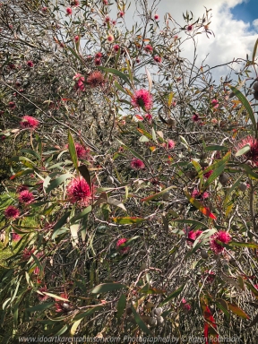 Sunbury, Victoria - Australia 'Jacksons Creek on Settlement Road Photographed by Karen Robinson June 2020 Comments Beautiful Winter days at the location with family. Photograph featuring Australian Native flowering bush - Pincushion Hakea.