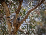 Greenvale, Victoria - Australia 'Woodlands Historic Park' Photographed by Karen Robinson October 2018 Comments: Beautiful spring day trying out my new lens for bird photography with my hubby and daughter with her baby, Maddie - our granddaughter. Photograph featuring a pair of nesting Black-faced Woodswallows.