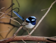 Greenvale, Victoria - Australia 'Woodland Historic Park Spring' Photographed by ©Karen Robinson Oct 2020 Comments: Beautiful Spring morning photographing tree and local birdlife. Photograph featuring male Superb Fairy-wren.
