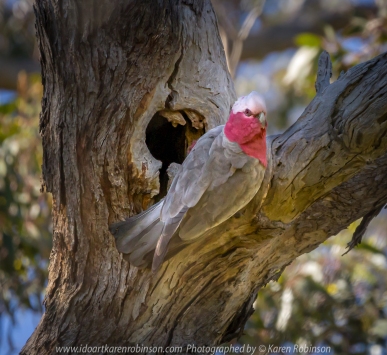 Greenvale, Victoria - Australia 'Woodland Historic Park Spring' Photographed by ©Karen Robinson Oct 2020 Comments: Beautiful Spring morning photographing tree and local birdlife. Photograph featuring the pink and grey cockatoo also known as the Galah nesting in Gum Tree hollow.