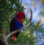 Parkville, Victoria - Australia 'Melbourne Zoo Trip 8' Photographed by Karen Robinson March 2019 Comments - This time it was about photographing Birds within the Walk-through Aviary. Photograph featuring Female Eclectus Parrot.