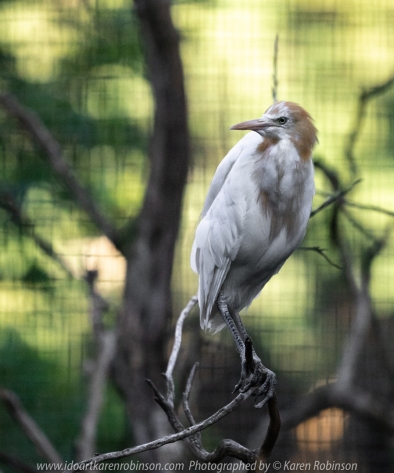 Parkville, Victoria - Australia 'Melbourne Zoo Trip 8' Photographed by Karen Robinson March 2019 Comments - This time it was about photographing Birds within the Walk-through Aviary.. Photograph featuring Cattle Egret.