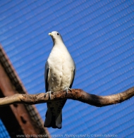 Parkville, Victoria - Australia 'Melbourne Zoo Trip 8' Photographed by Karen Robinson March 2019 Comments - This time it was about photographing Birds within the Walk-through Aviary. Photograph featuring Pied Imperial-Pigeon.