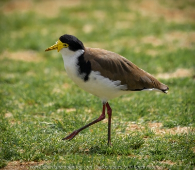 Werribee, Victoria - Australia 'Victoria State Rose Garden' Photographed by Karen Robinson November 2018 Comments - Just outside of the rose gardens we found ourselves sighting numerous birds. Photograph featuring Masked Lapwing (Spur-winged Plover).