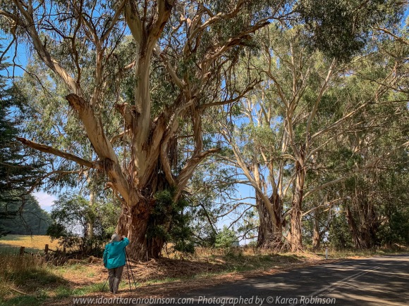 Kerrie, Victoria - Australia 'Huge Gum Trees' Photographed by Karen Robinson March 2021 Comments: Stopped to photograph these huge road-side gum trees on Kerrie Valley Road. Photograph featuring Karen Robinson Photographer.