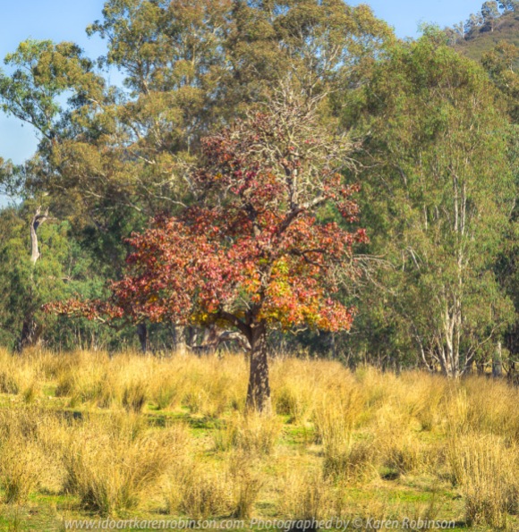 Kerrisdale, Victoria - Australia 'Lone Tree in Grass Field - King Parrot Creek Road' Photographed by Karen Robinson April 2021 Comments: Colourful lone tree in a field of golden grass backdropped by Australia green gum trees and deep blue sky.