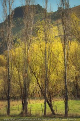 Strath Creek, Victoria - Australia 'Row of Poplar Trees' Photographed by Karen Robinson April 2021 Comments: Beautiful golden yellow leafed Poplar Trees backdropped with mountain range and blue sky.