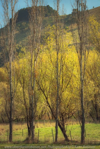 Strath Creek, Victoria - Australia 'Row of Poplar Trees' Photographed by Karen Robinson April 2021 Comments: Beautiful golden yellow leafed Poplar Trees backdropped with mountain range and blue sky.