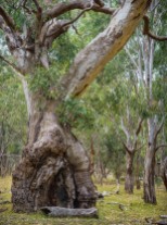 Greenvale, Victoria - Australia 'Woodlands Historic Park' Photographed by ©Karen Robinson January 2022 Comment: Just off Providence Road along track leading into central area of park. Photograph featuring ancient gum tree.