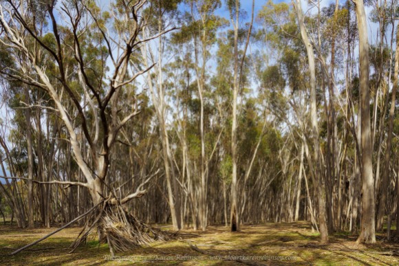Greenvale, Victoria - Australia 'Woodlands Historic Park Springtime' Photographed by ©Karen Robinson November 2021. Comment: Photograph featuring Aboriginal Humpy within Sugar Gum Forest at Woodlands Historic Park.