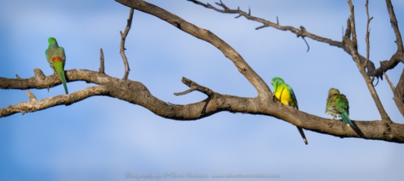 Greenvale, Victoria - Australia 'Woodlands Historic Park - Birds' Photographed by ©Karen Robinson August 2022 Comment: Photograph featuring Red-rumped Parrots.