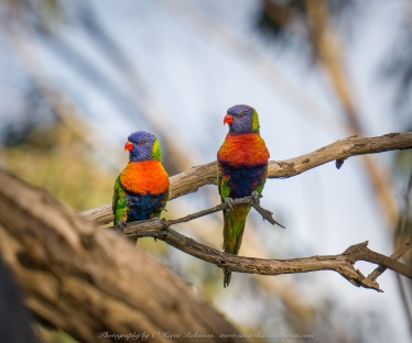 Greenvale, Victoria - Australia 'Woodlands Historic Park - Birds' Photographed by ©Karen Robinson August 2022 Comment: Photograph featuring Rainbow Lorikeets.