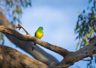 Greenvale, Victoria - Australia 'Woodlands Historic Park - Birds' Photographed by ©Karen Robinson August 2022 Comment: Photograph featuring Red-rumped Parrot.