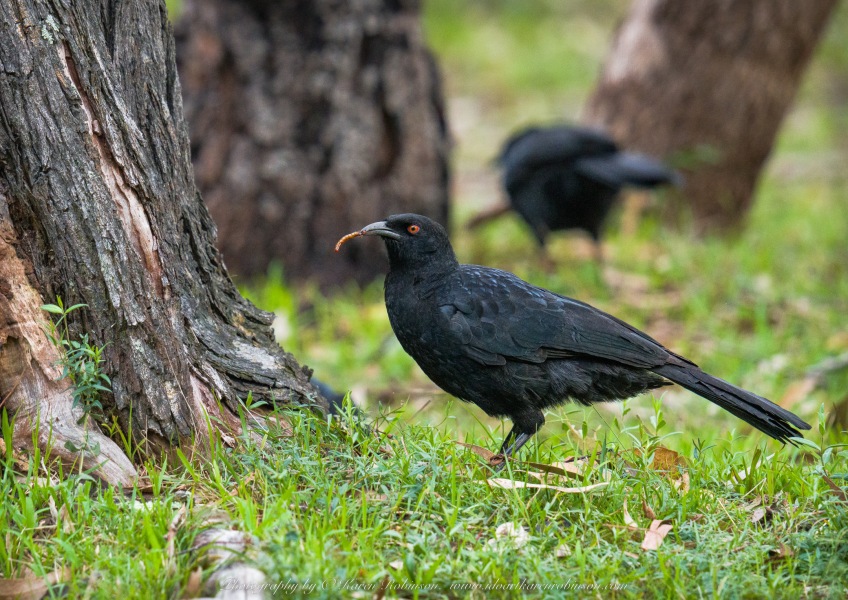 Greenvale, Victoria - Australia 'Woodlands Historic Park - Birds' Photographed by ©Karen Robinson August 2022 Comment: Photograph featuring White-winged Choughs.