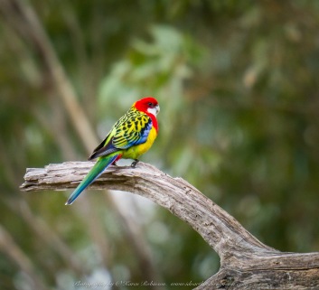 Greenvale, Victoria - Australia 'Woodlands Historic Park - Bird' Photographed by ©Karen Robinson August 2022 Comment: Photograph featuring Eastern Rosella.