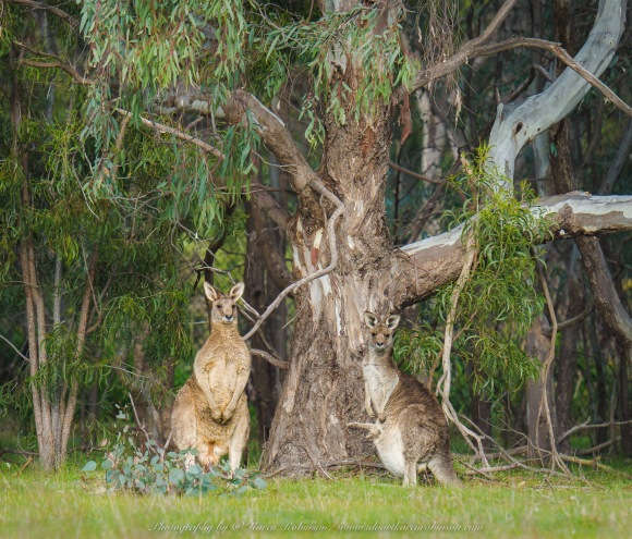 Greenvale, Victoria - Australia 'Woodlands Historic Park' Photographed by ©Karen Robinson August 2022 Comment: Photograph featuring Eastern Grey Kangaroos.