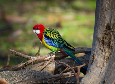 Greenvale, Victoria - Australia 'Woodlands Historic Park' Photographed by ©Karen Robinson August 2022 Comment: Photograph featuring Eastern Rosella.