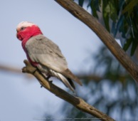 Greenvale, Victoria - Australia 'Woodlands Historic Park' Photographed by ©Karen Robinson August 2022 Comment: Photograph featuring Galah.
