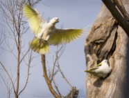 Greenvale, Victoria - Australia 'Woodlands Historic Park' Photographed by ©Karen Robinson August 2022 Comment: Photograph featuring Sulphur Crested Cockatoos.