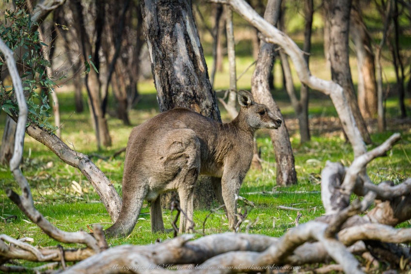 Greenvale, Victoria - Australia 'Woodlands Historic Park' Photographed by ©Karen Robinson August 2022 Comment: Photograph featuring Eastern Grey Kangaroo.
