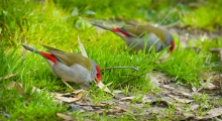 Greenvale, Victoria - Australia 'Woodlands Historic Park' Photographed by ©Karen Robinson August 2022 Comment: Photograph featuring Red-browed Finch.