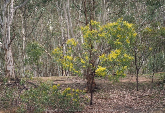 Greenvale, Victoria - Australia 'Woodlands Historic Park' Photographed by ©Karen Robinson August 2022 Comment: Photograph featuring Wattle Trees in Bloom.