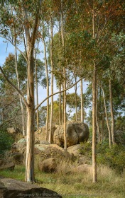 Greenvale, Victoria - Australia 'Woodland Historic Park' Photographed by ©Karen Robinson Oct 2020 Comments: Historical Weeroona Cemetery Region where tall spindly gum trees stand tall amongst huge boulders.