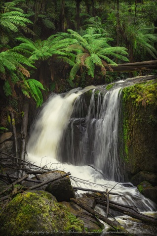 Toorongo, Victoria - Australia 'Toorong Falls Reserve' Photographed by Karen Robinson August 2019 Comments - Cold early morning winter's day to see the Toorongo and Amphitheatre waterfalls at their best due to heavy rains and snow falls days before and overnight. Photograph featuring Amphitheatre Falls.