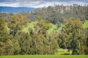 Buxton, Victoria - Australia 'Views from Cathedral Lane' Photographed by ©Karen Robinson October 2022 Comment: Beautiful treed landscape view across towards distance mountain range.