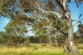 Greenvale, Victoria - Australia 'Woodlands Historic Park' Photographed by ©Karen Robinson March 2022 Comment: Morning out-and-about photographing ancient gum trees.