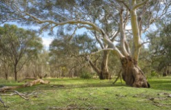 Greenvale, Victoria - Australia 'Woodlands Historic Park' Photographed by ©Karen Robinson August 2022 Comment: Photograph featuring ancient woodlands gum trees.