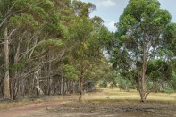 Greenvale, Victoria - Australia 'Woodlands Historic Park Sugar Gum Plantation' Photographed by ©Karen Robinson January 2022 Comment: View of Sugar Gum Plantation with opposite open grassland and road leading up to Park's Offices.