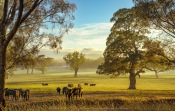 Homewood, Victoria - Australia 'Old Goulburn Valley Hwy' Photographed by Karen Robinson December 2021 Comments: Sunrise views looking across misty landscape dotted with gum trees, cattle and hay bales.