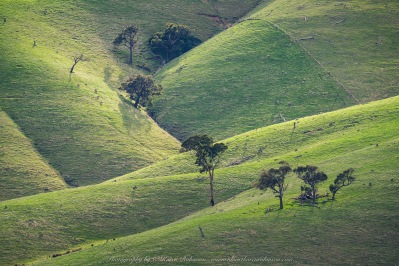 Tooborac, Victoria - Australia 'Zochs Lane' Photographed by ©Karen Robinson June 2022 Comment: Photograph featuring far distant hillside, random trees and a scattering of sheep bathed in morning sunlight.