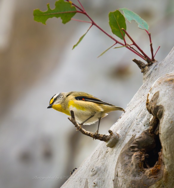 Greenvale, Victoria - Australia 'Woodlands Historic Park Region' Photographed by ©Karen Robinson August 2023 Comment: Photograph featuring Striated Pardalote.