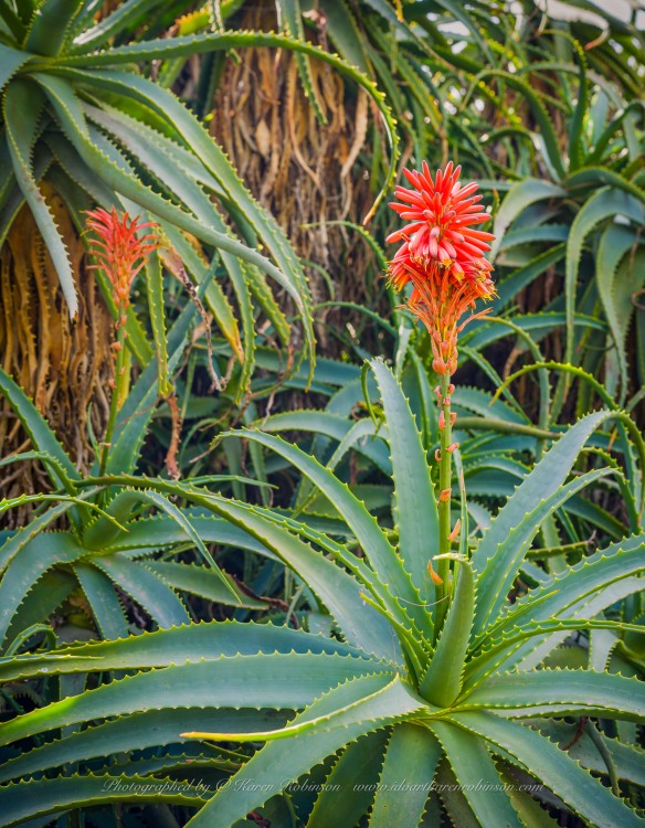 Greenvale, Victoria - Australia 'Woodlands Historic Park Region' Photographed by ©Karen Robinson August 2023 Comment: Photograph featuring flowering Aloe Vera Plants within Woodlands Homestead back garden area.